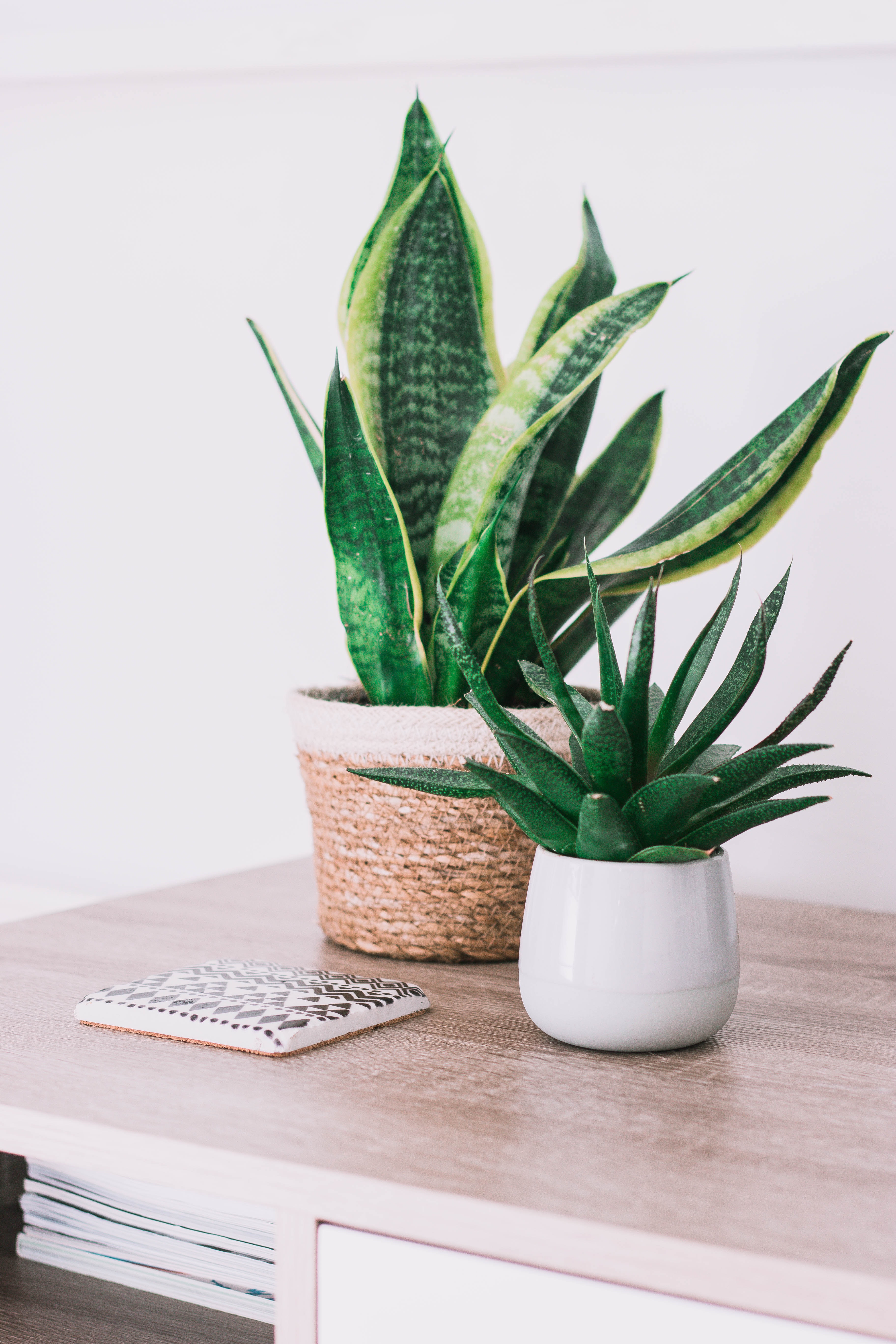 plant